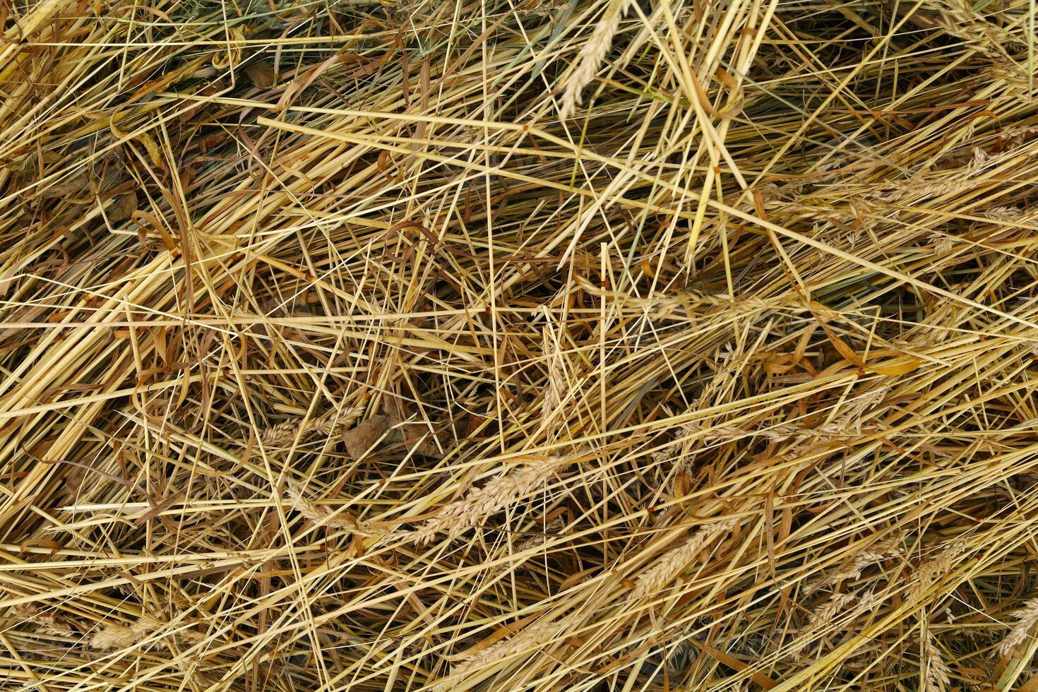Lots of yellow hay. Hay background or texture photo