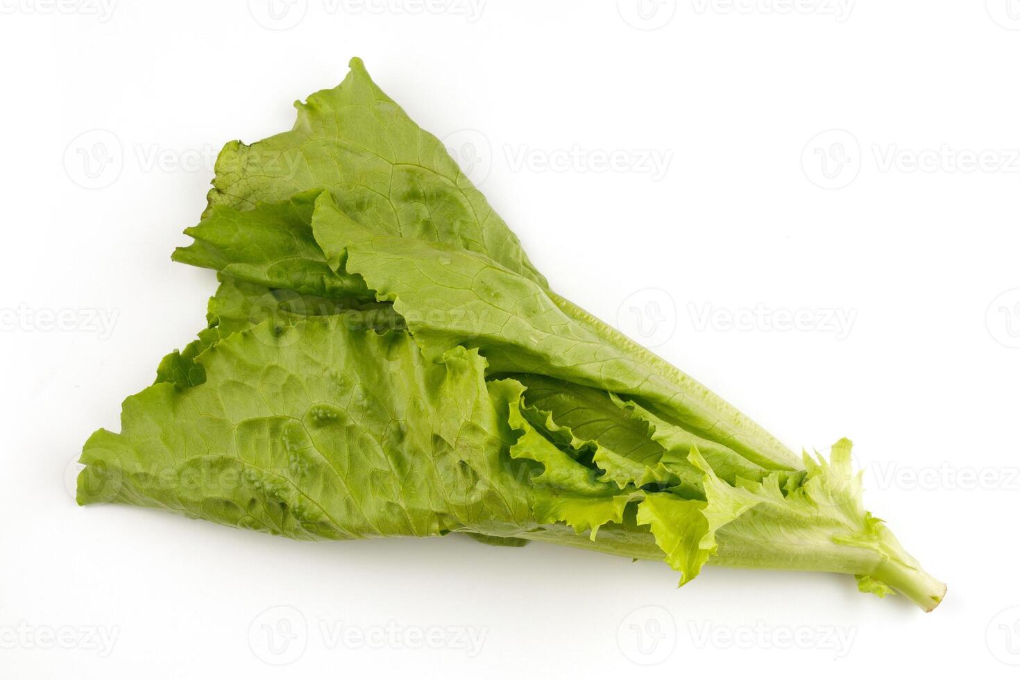 Lettuce salad isolate. Bunch of greenery photo