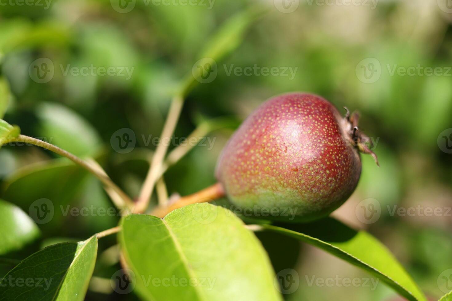 Growing pear fruit close up photo