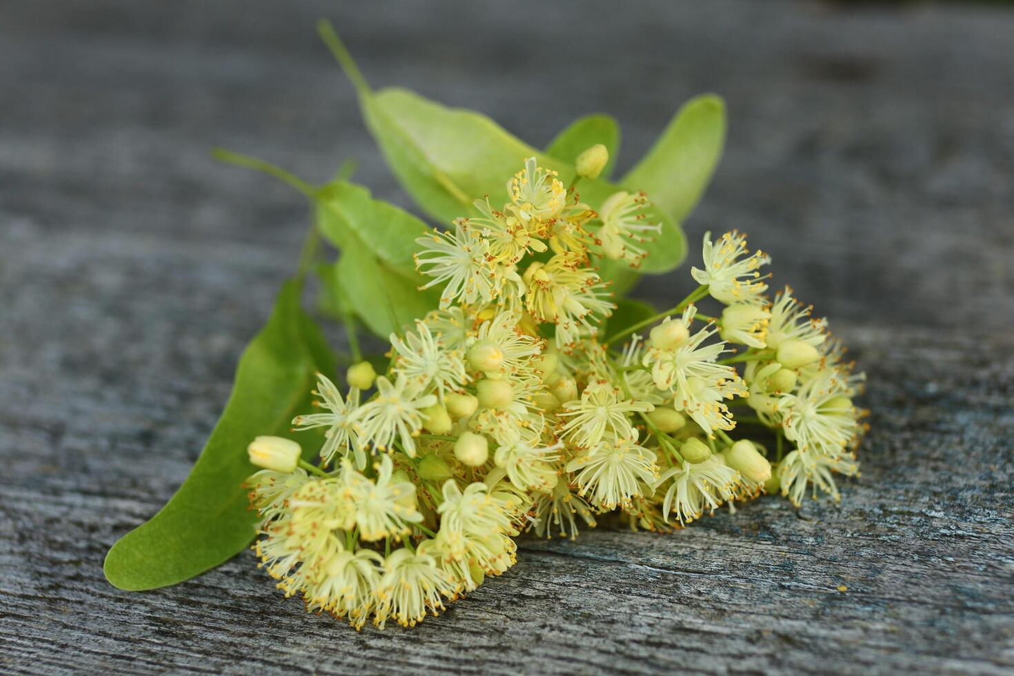 A bunch of linden on a board photo