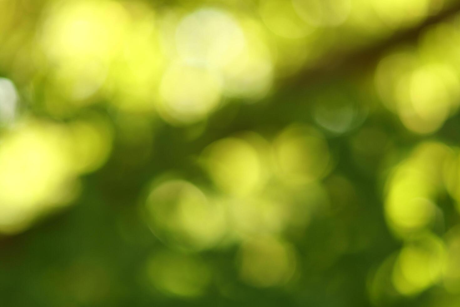 Beautiful summer green bokeh or background photo