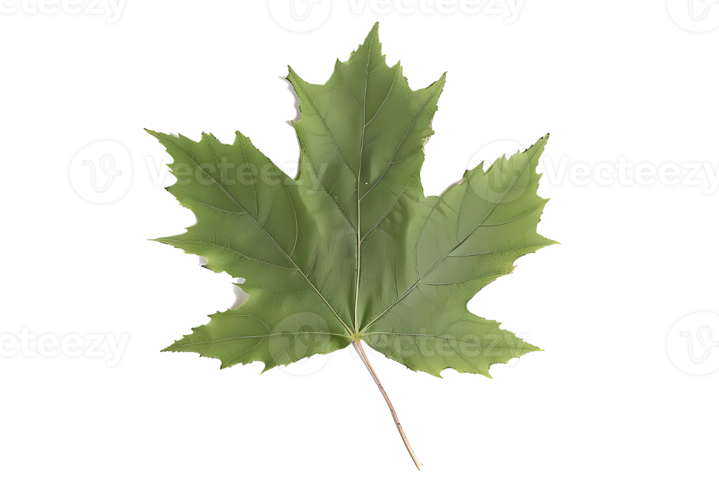 Close-up of a Maple Leaf with Veins. Isolated on transparent background png