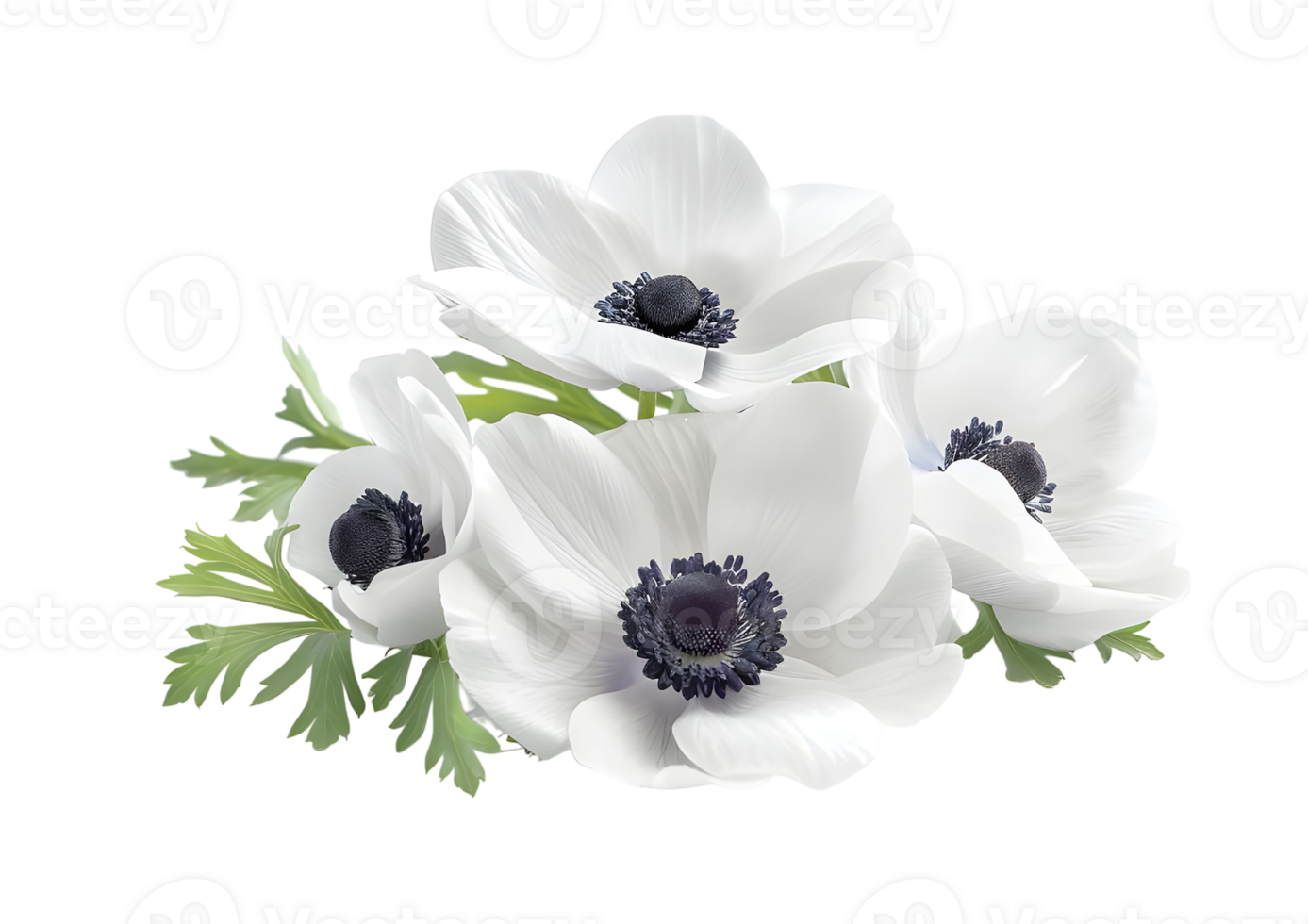 Close up of delicate white anemones with dark centers. Isolated on transparent background png