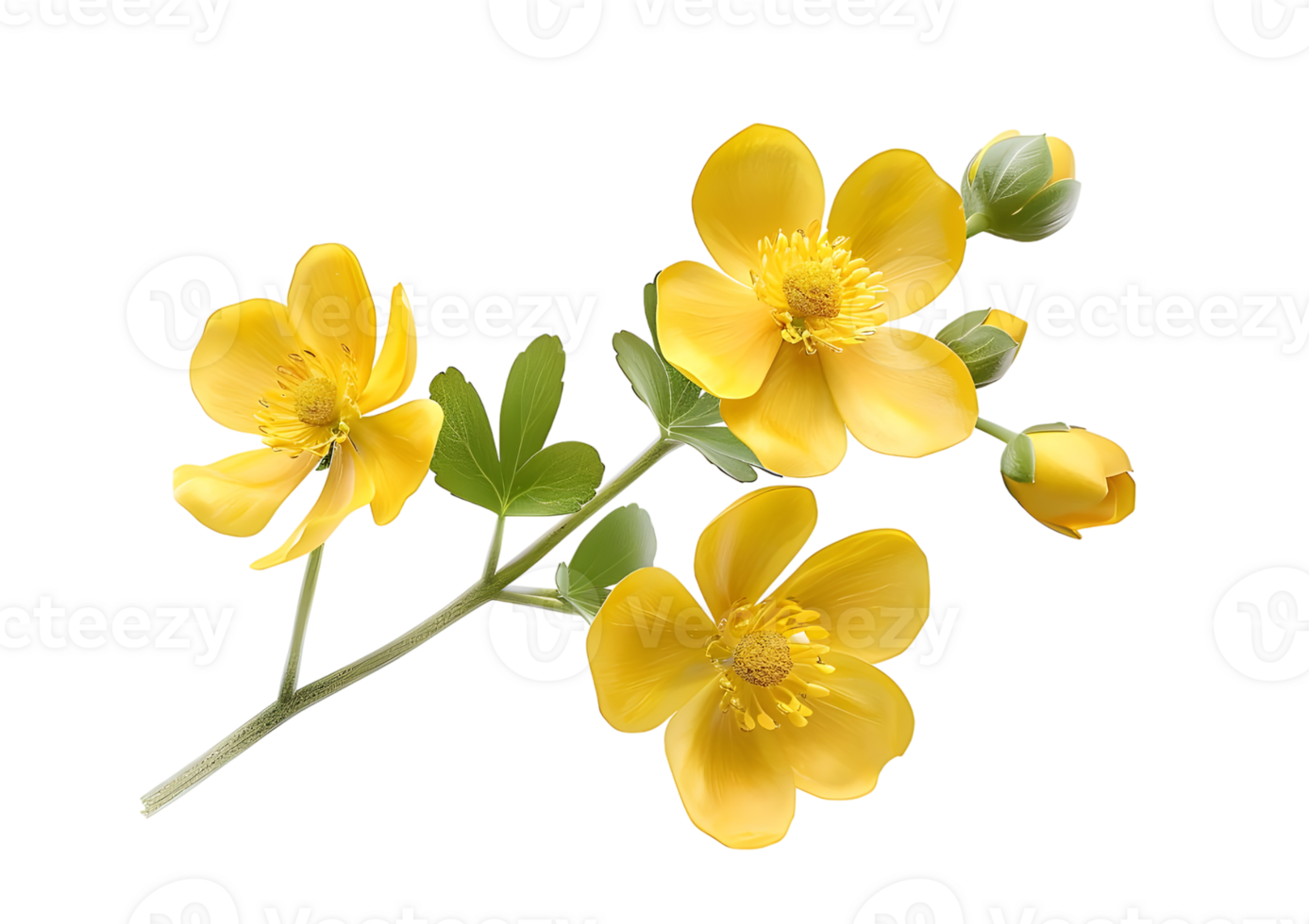 Yellow Flowers with Green Leaves. Isolated on transparent background png