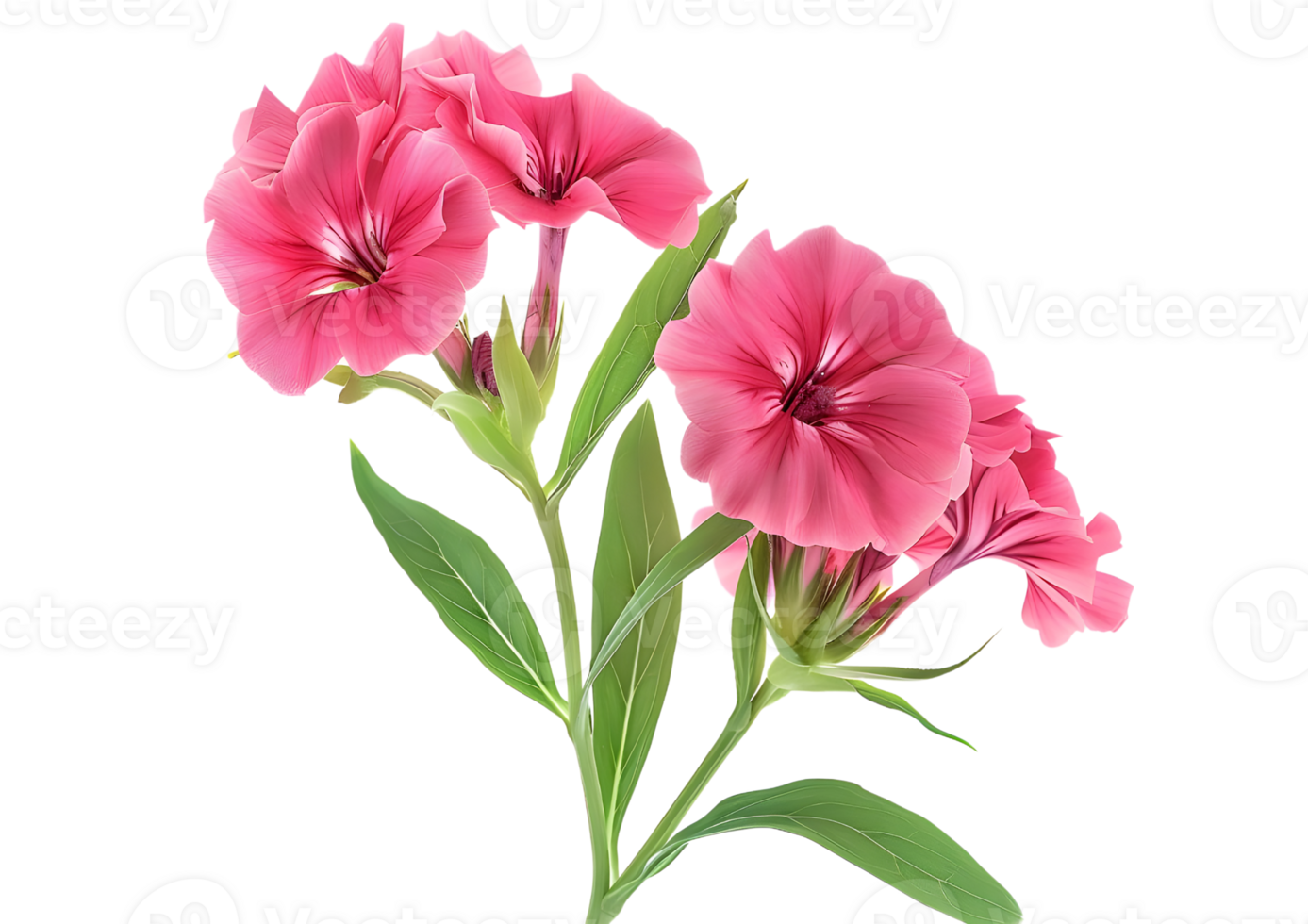 Delicate Pink Flower with Green Stem. Isolated on transparent background png
