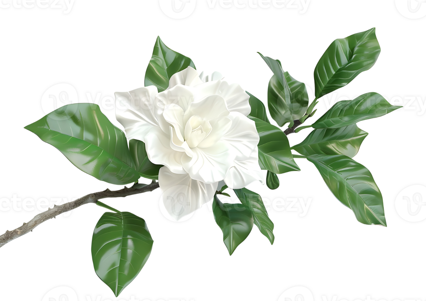 Delicate White Gardenia Flower with Green Leaves. Isolated on transparent background png