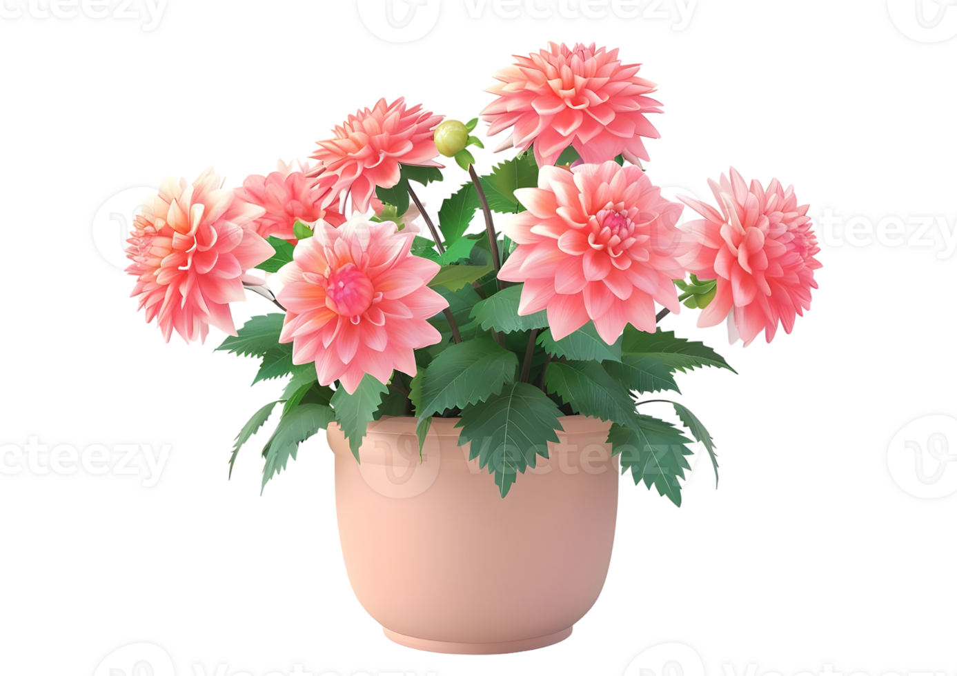 Potted pink dahlia flowers. Isolated on transparent background png