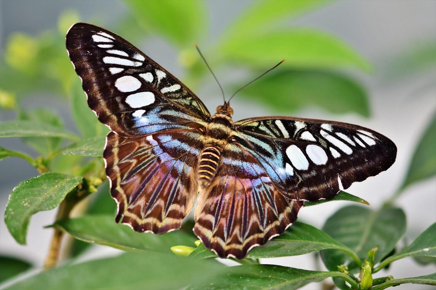 Monochrome Majesty Black and White Butterfly on Leaf photo