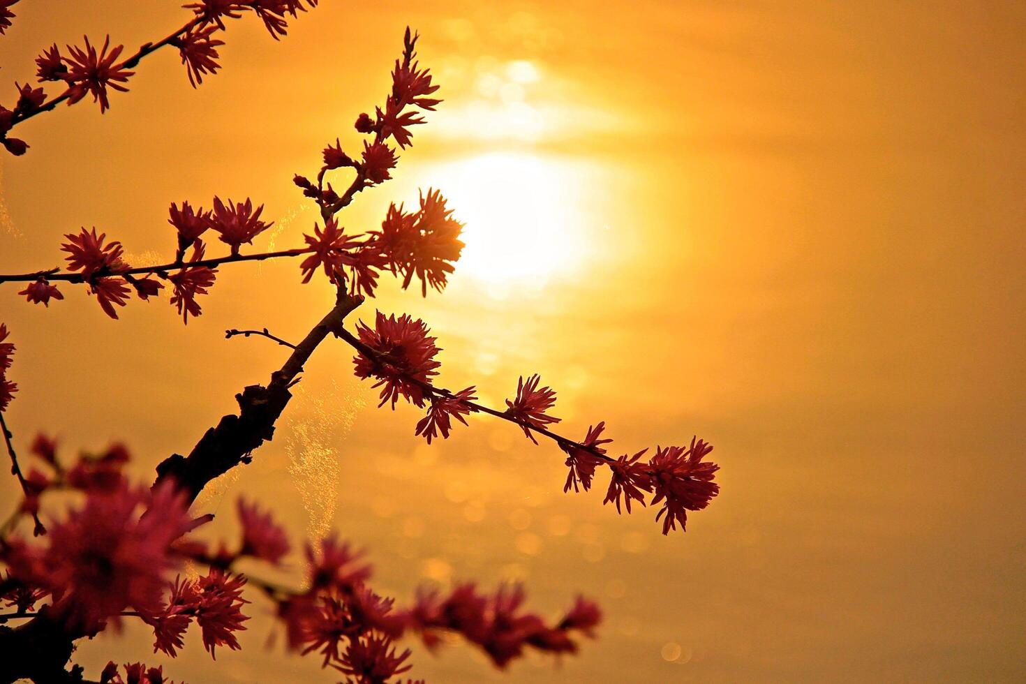 The Beauty of the Morning Sun and Flowers photo