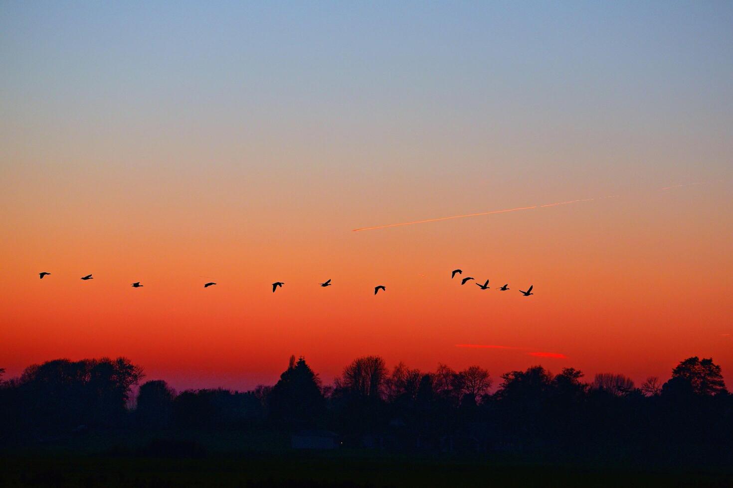 The Beauty of Birds in the Early Morning Sky photo