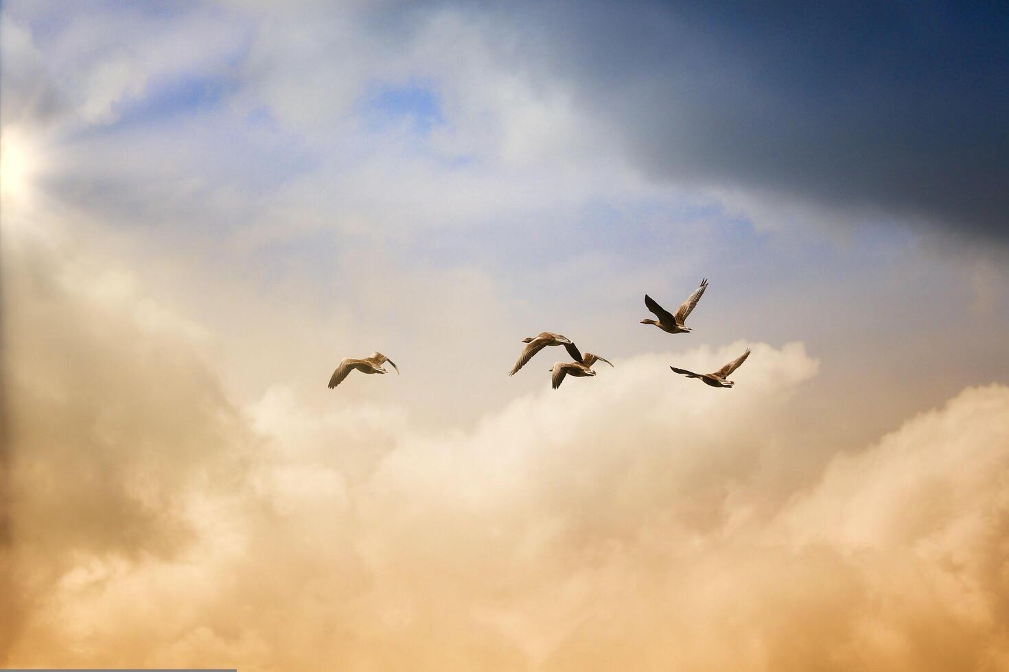 The Beauty of Water Ducks Flying in the Sky photo