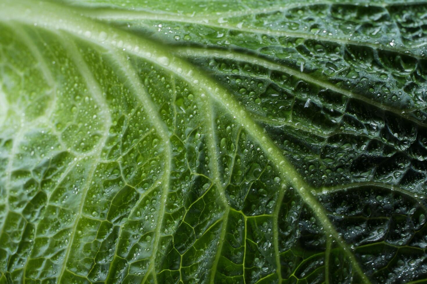 Fresh Beauty of Green Dew-Soft Leaves photo