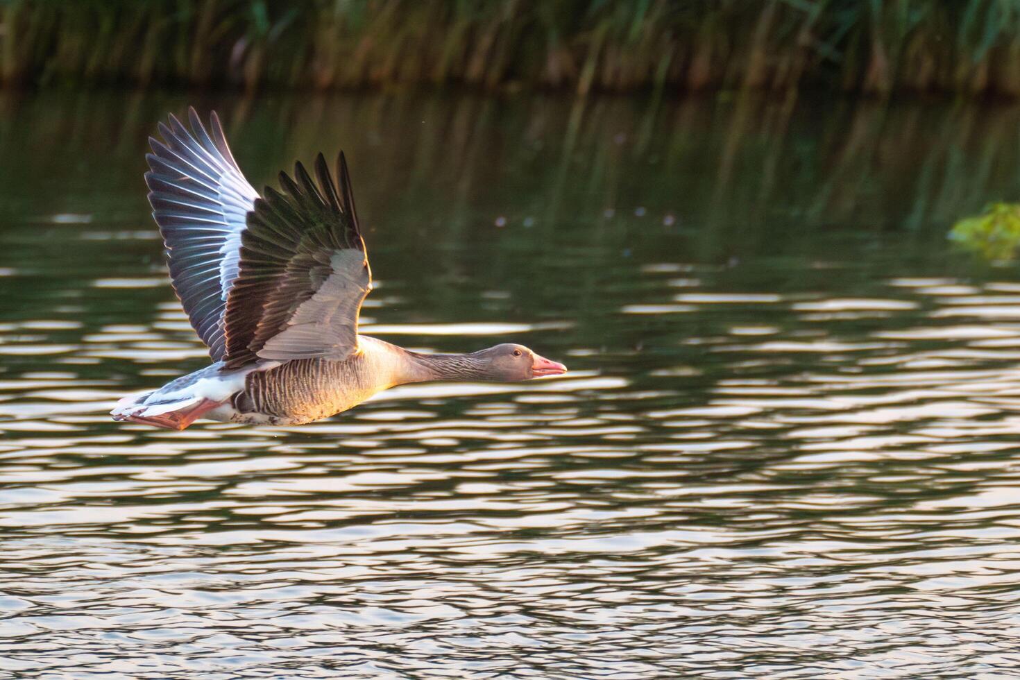 The Dramatic Flight of a Goose photo