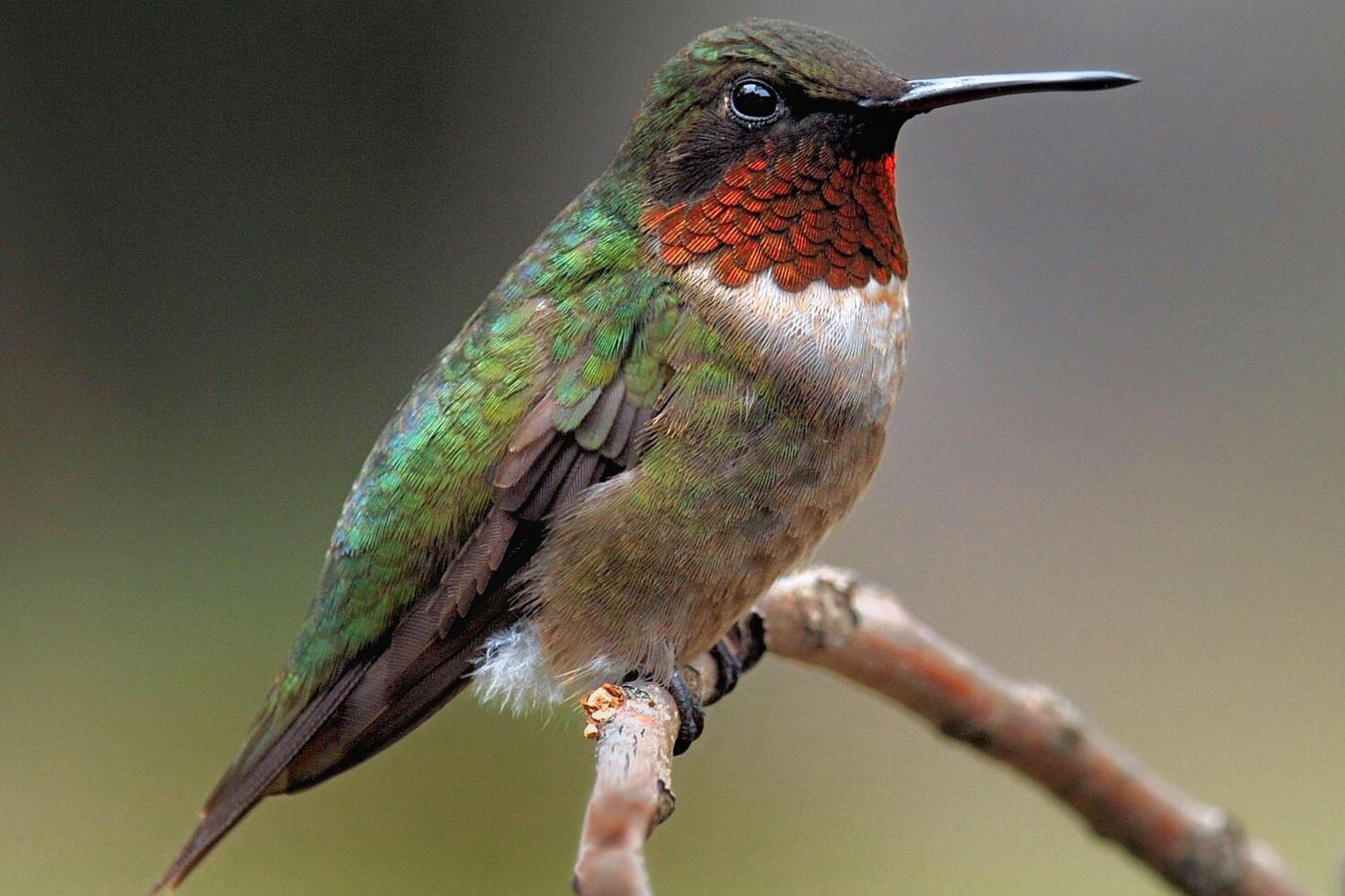 Delicate Beauty Hummingbird Perched Serenely on a Branch photo