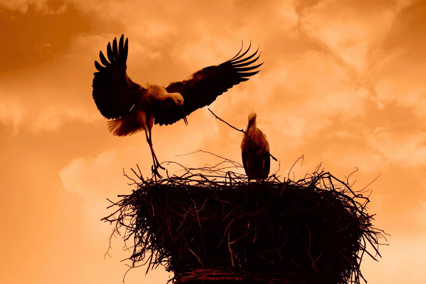 The Aesthetic Craft of Making a Stork Bird Nest photo