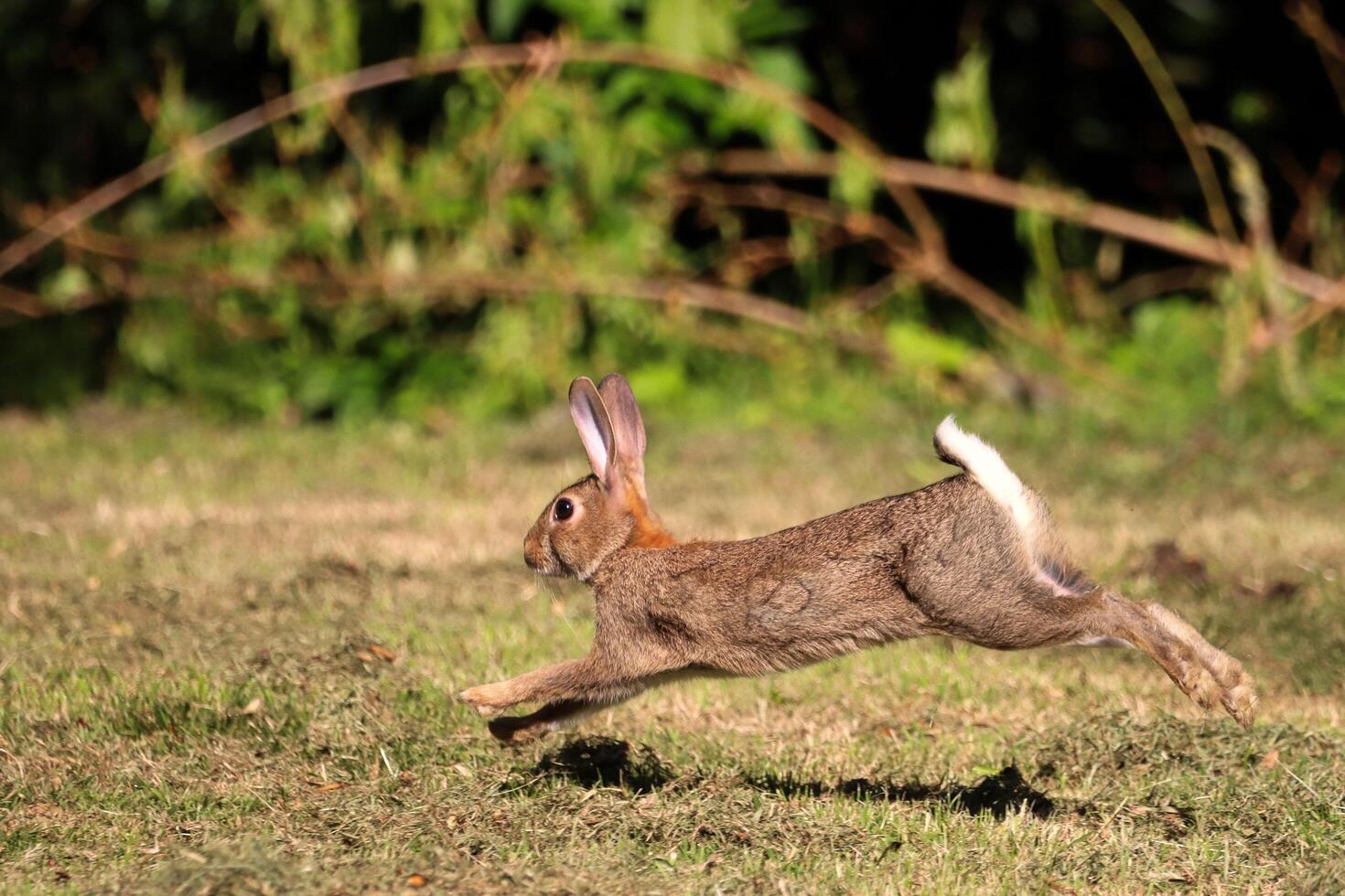 Rabbit's Fast and Smart Running photo