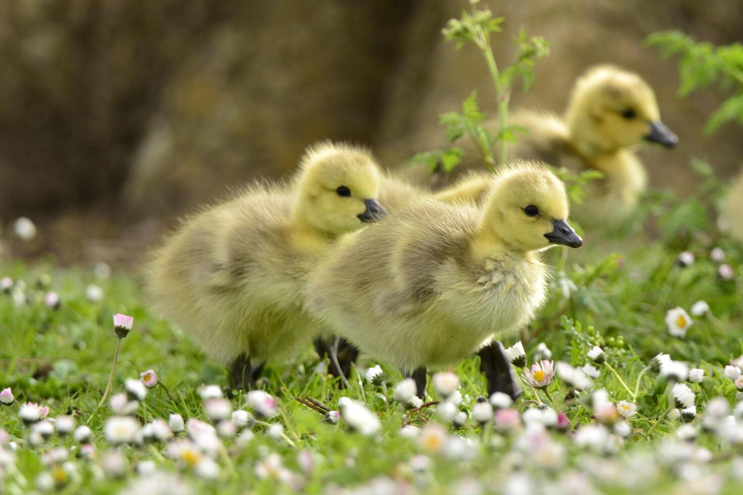 Ducklings Walking in the Fields photo