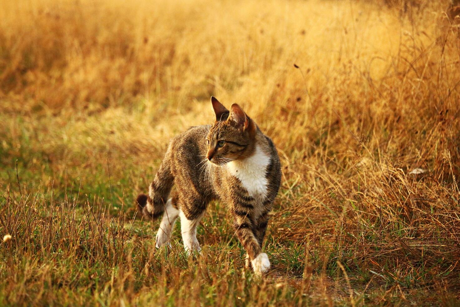 Wild cat walks in the forest photo