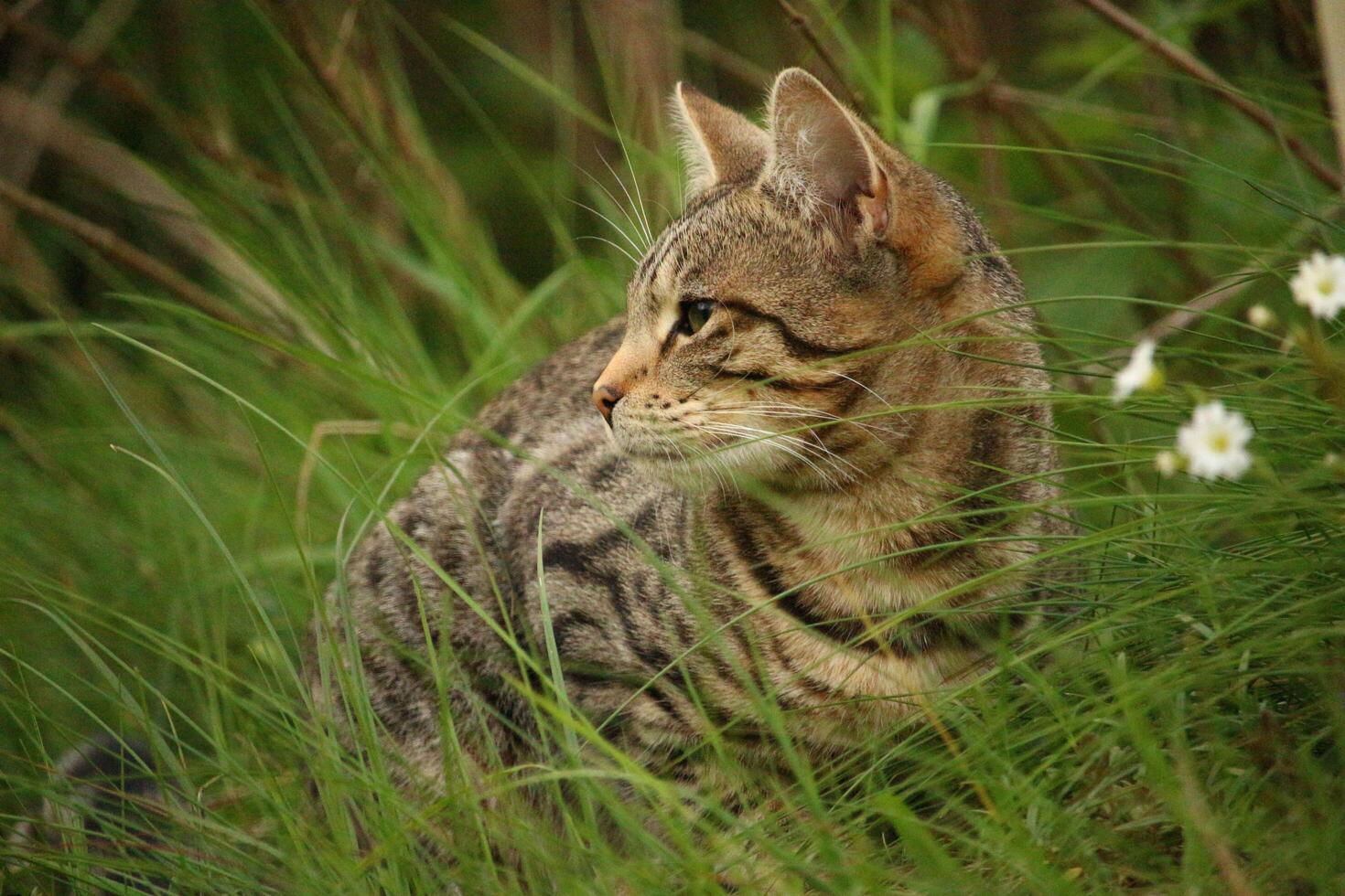 Forest Cats Hunt Stealthily in the Grass photo