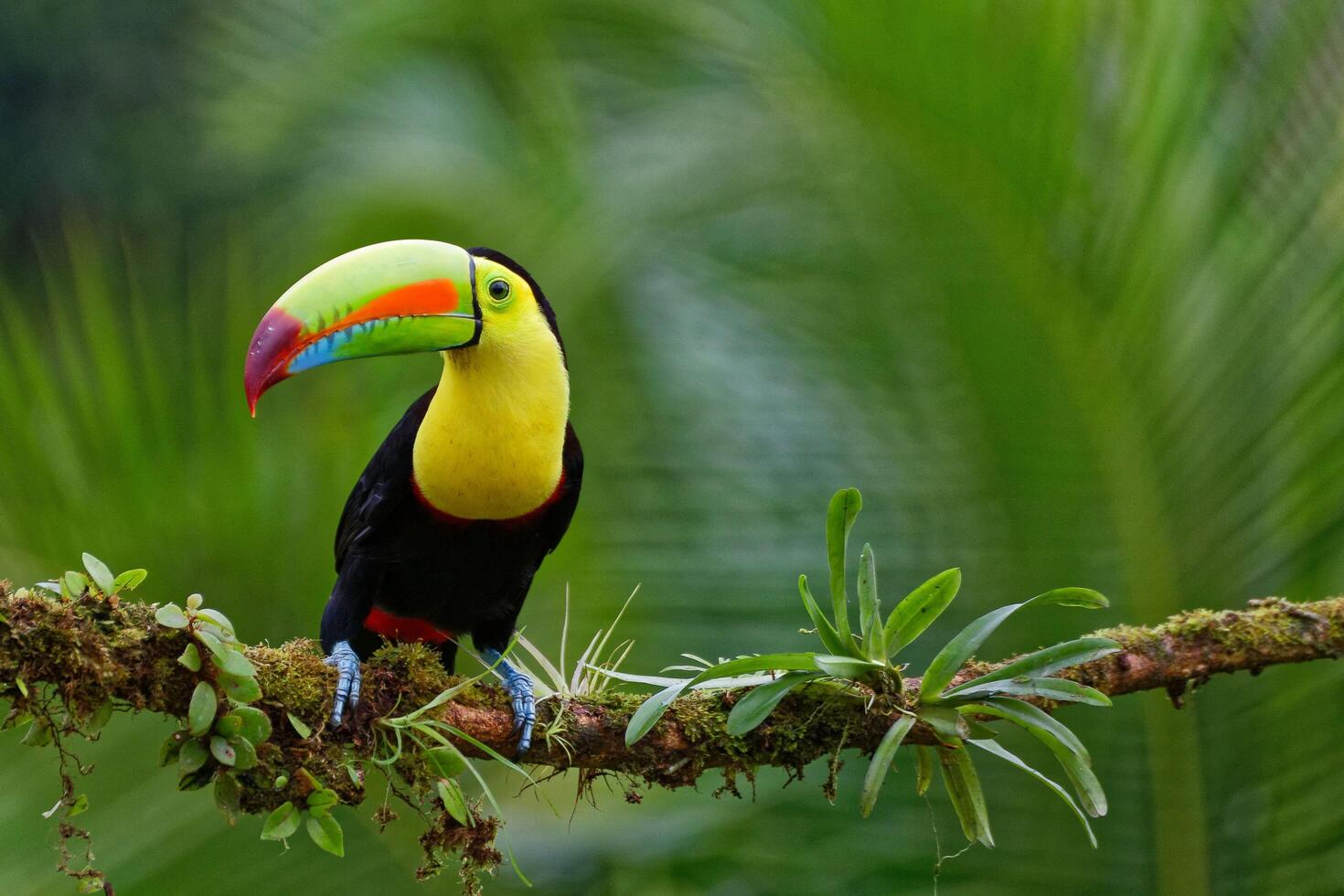 Toco Toucan Bird Sitting on Silent Branch photo