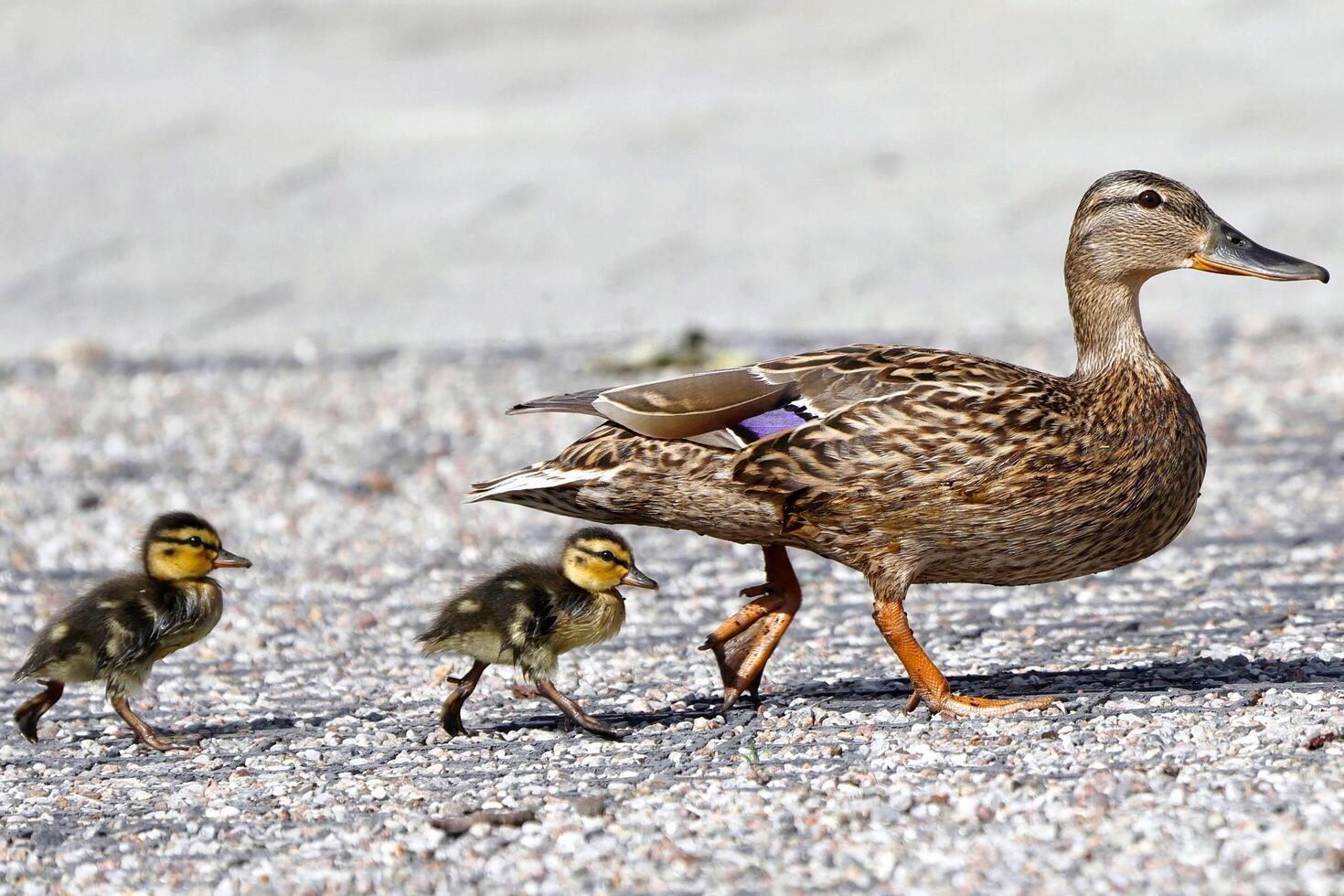 Quack Parade Mother Duck Leading Ducklings photo