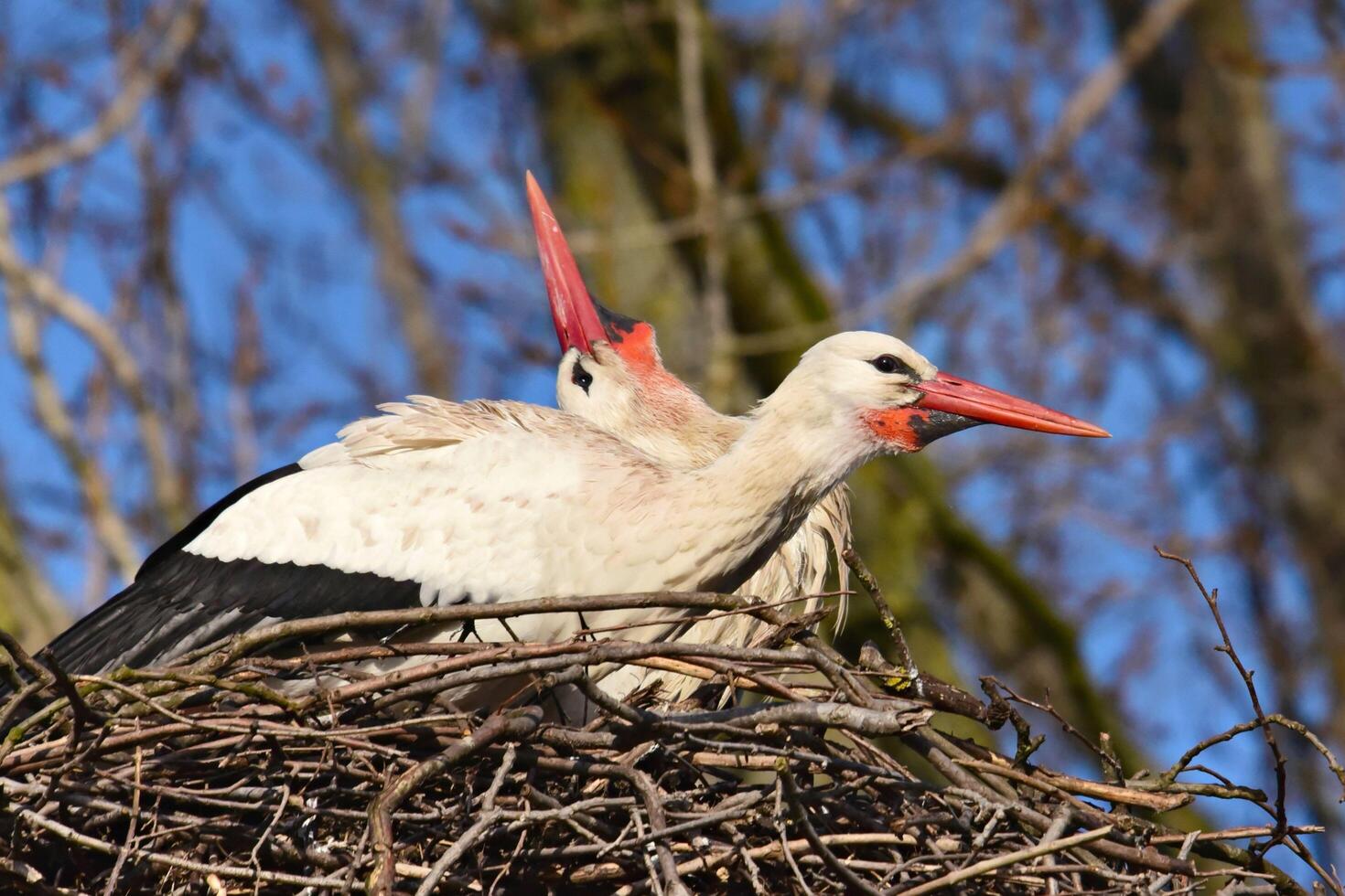 Bonding of Storks A Prelude to Egg Laying photo