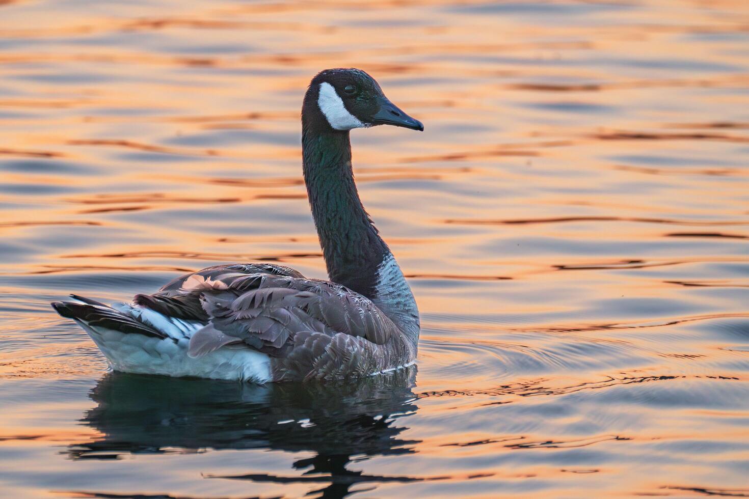 Goose's Silent Swimming Moment photo
