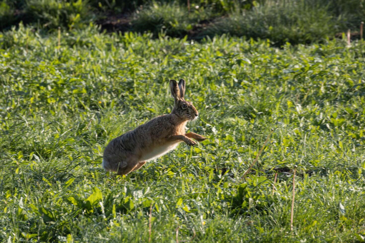 Rabbit Jumping in the Grass photo