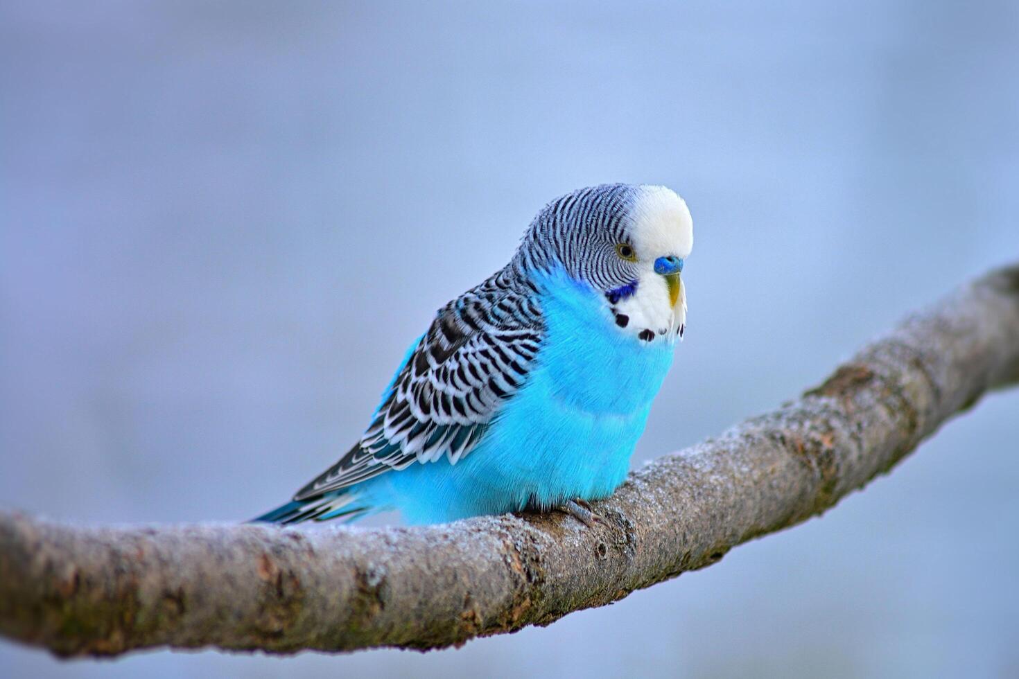 Silent Perch Black and White Parrot Resting on a Branch photo