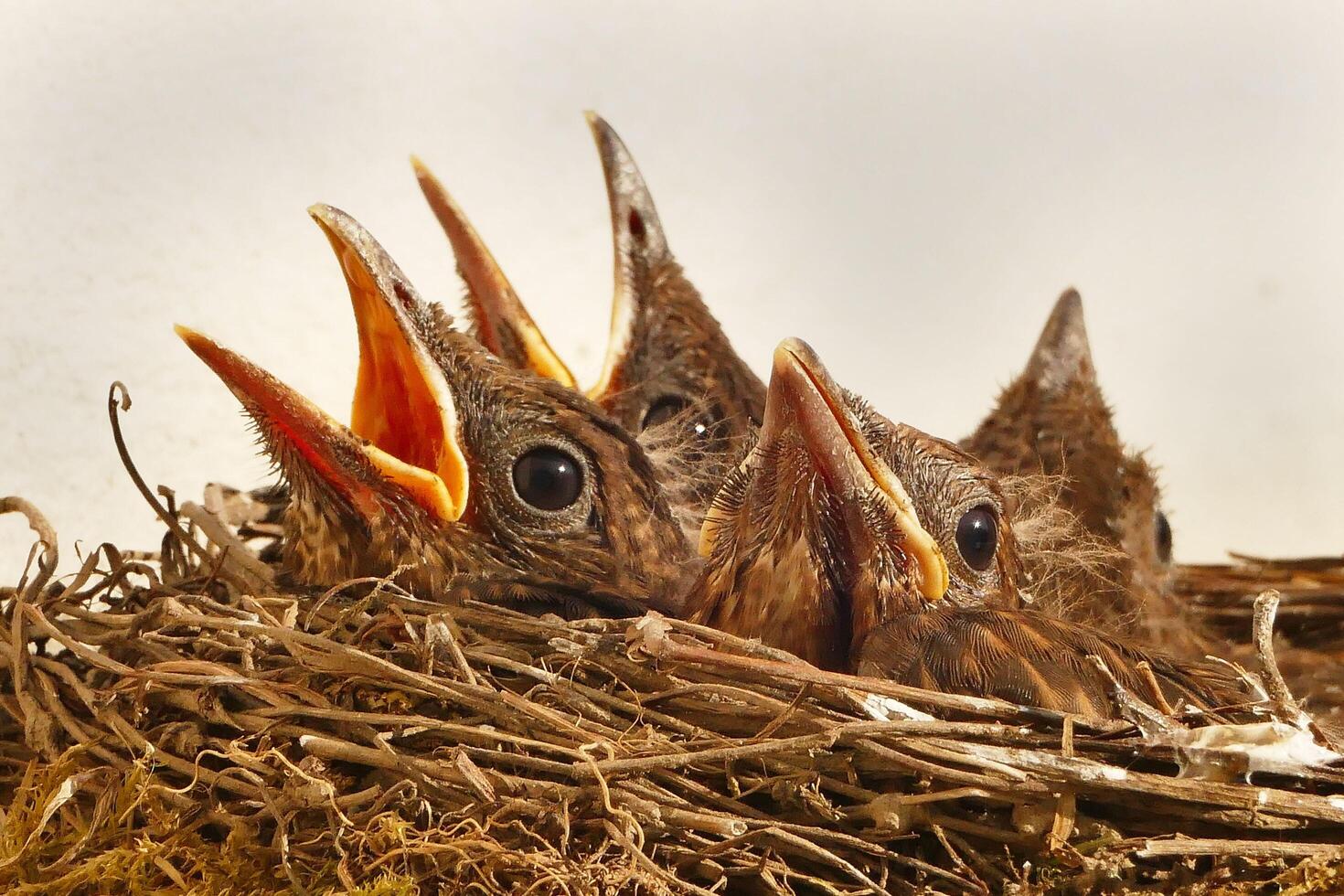 Baby Birds Scream for Food in the Nest photo