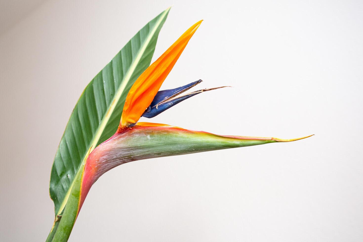 The Aesthetic Beauty of the Bird of Paradise Flower photo