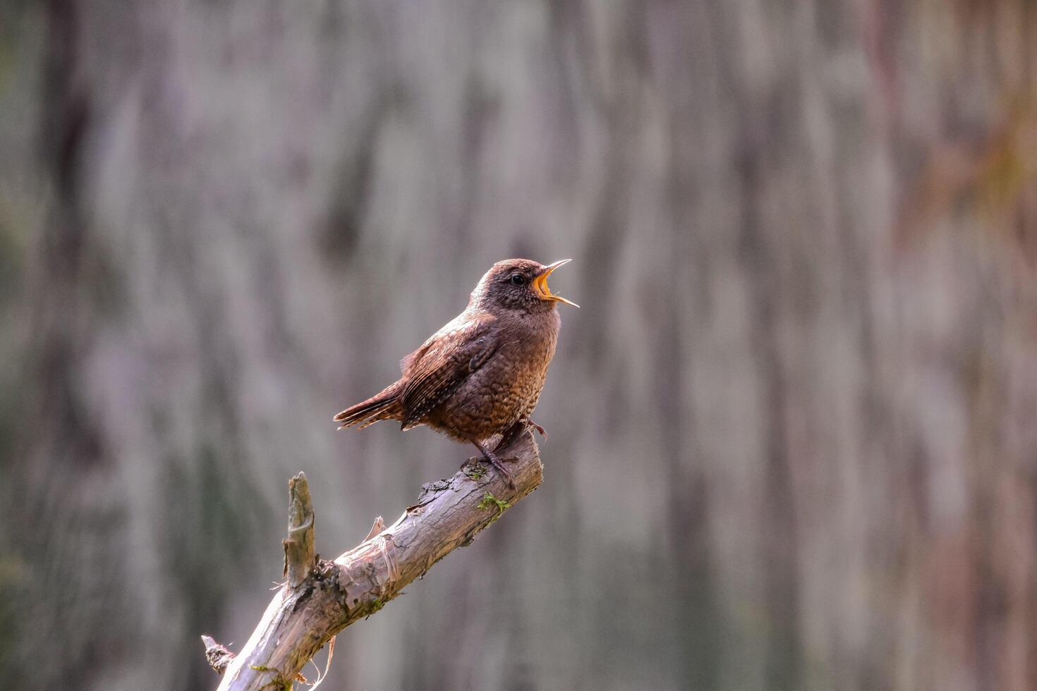 Wren Bird Opens Its Mouth to Sing photo
