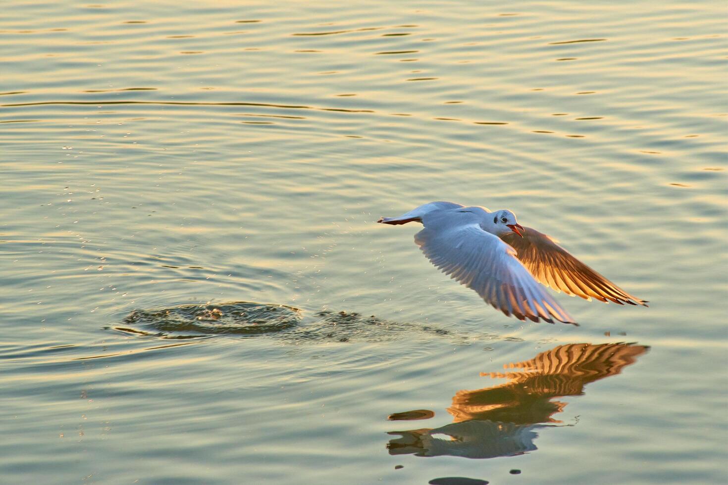 Gull's Soaring Escape photo