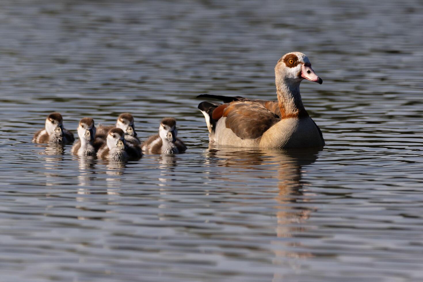 Bond of Water Egyptian Goose Mother and Baby Swimming photo