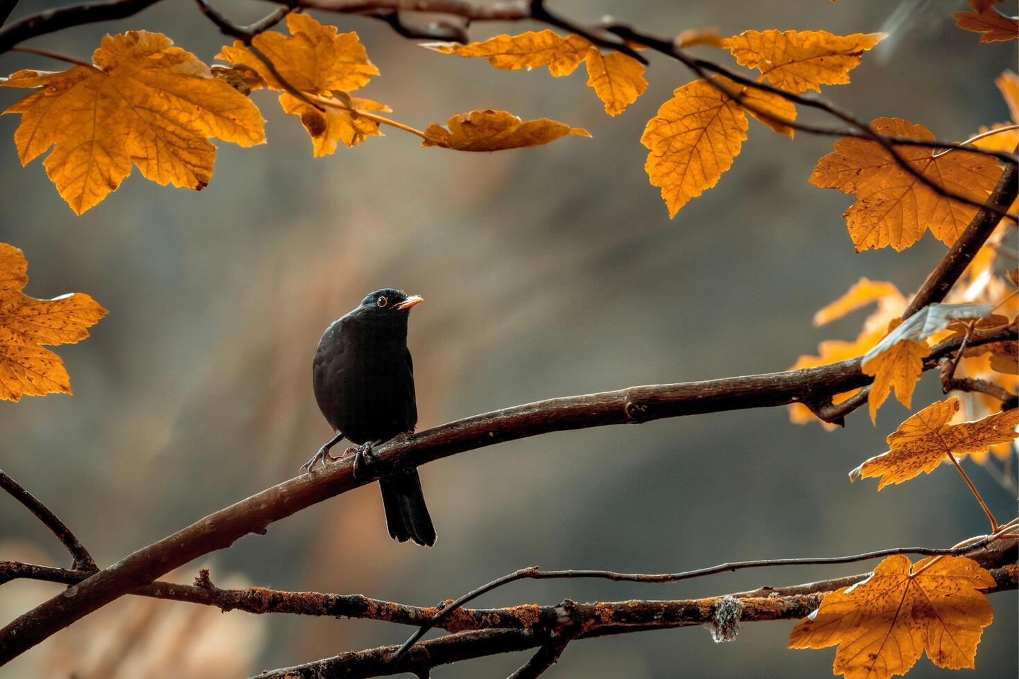 Myna Sat on the Branch and Looked at the Bird photo