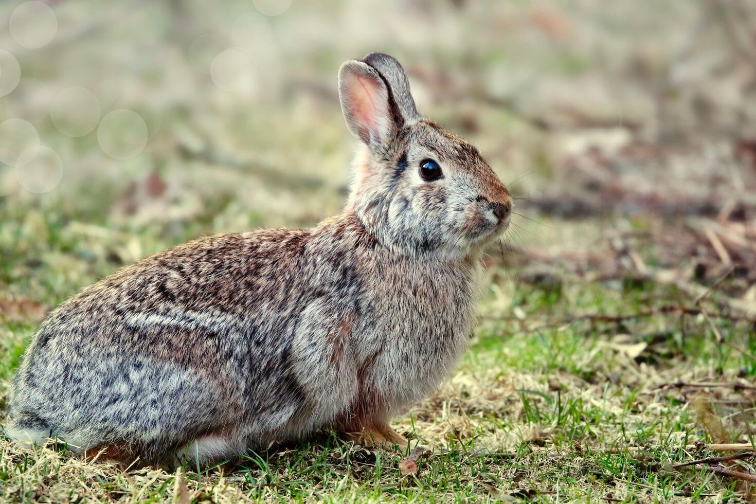 The Rabbit is Trying to Run Fast photo