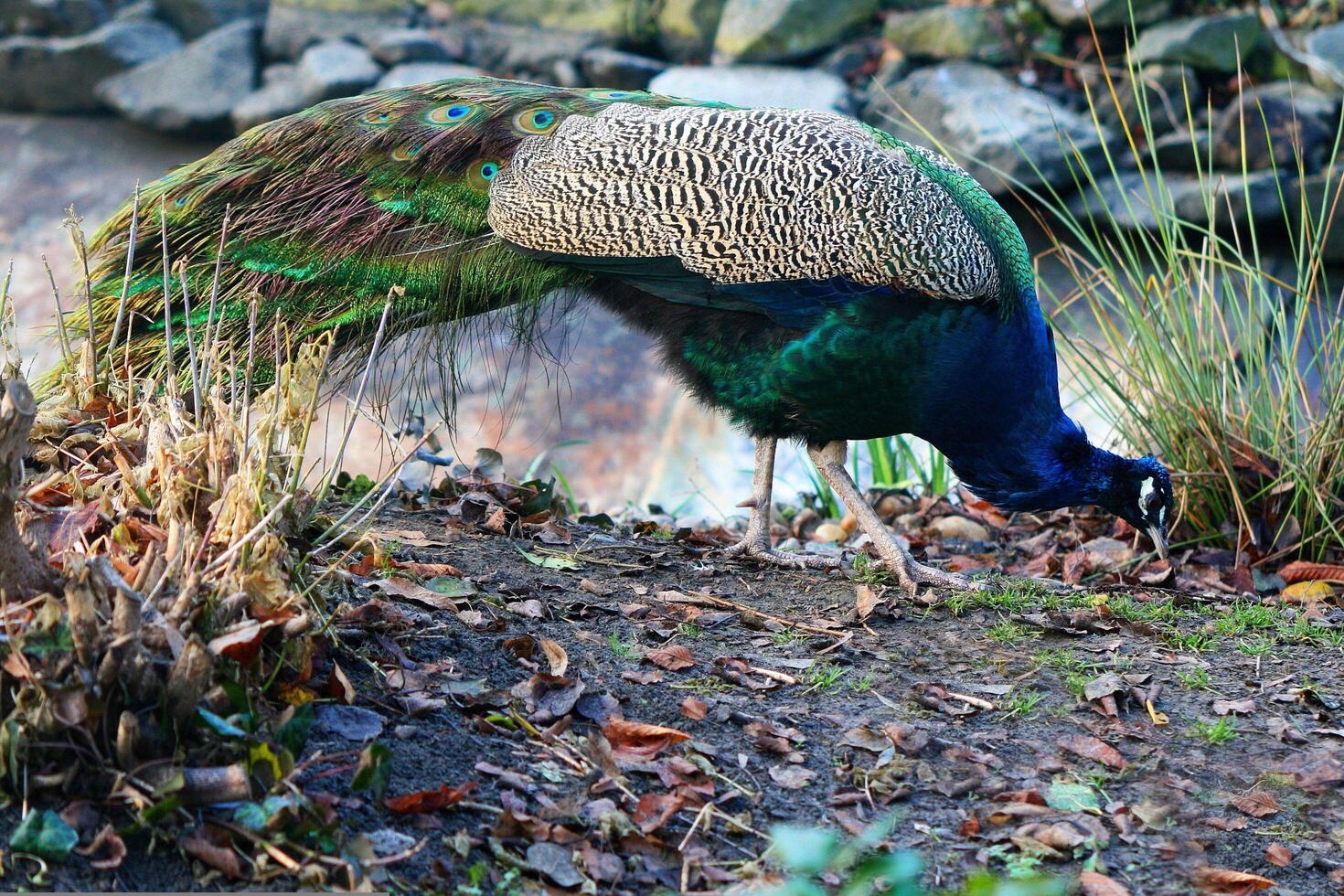 Peacock Foraging in the Field photo