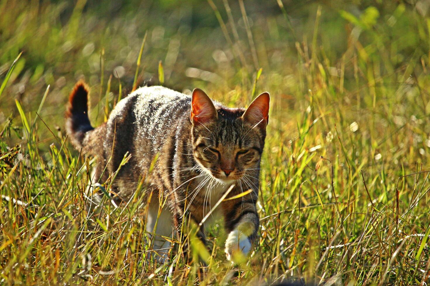 Forest cat waiting for prey in the forest photo