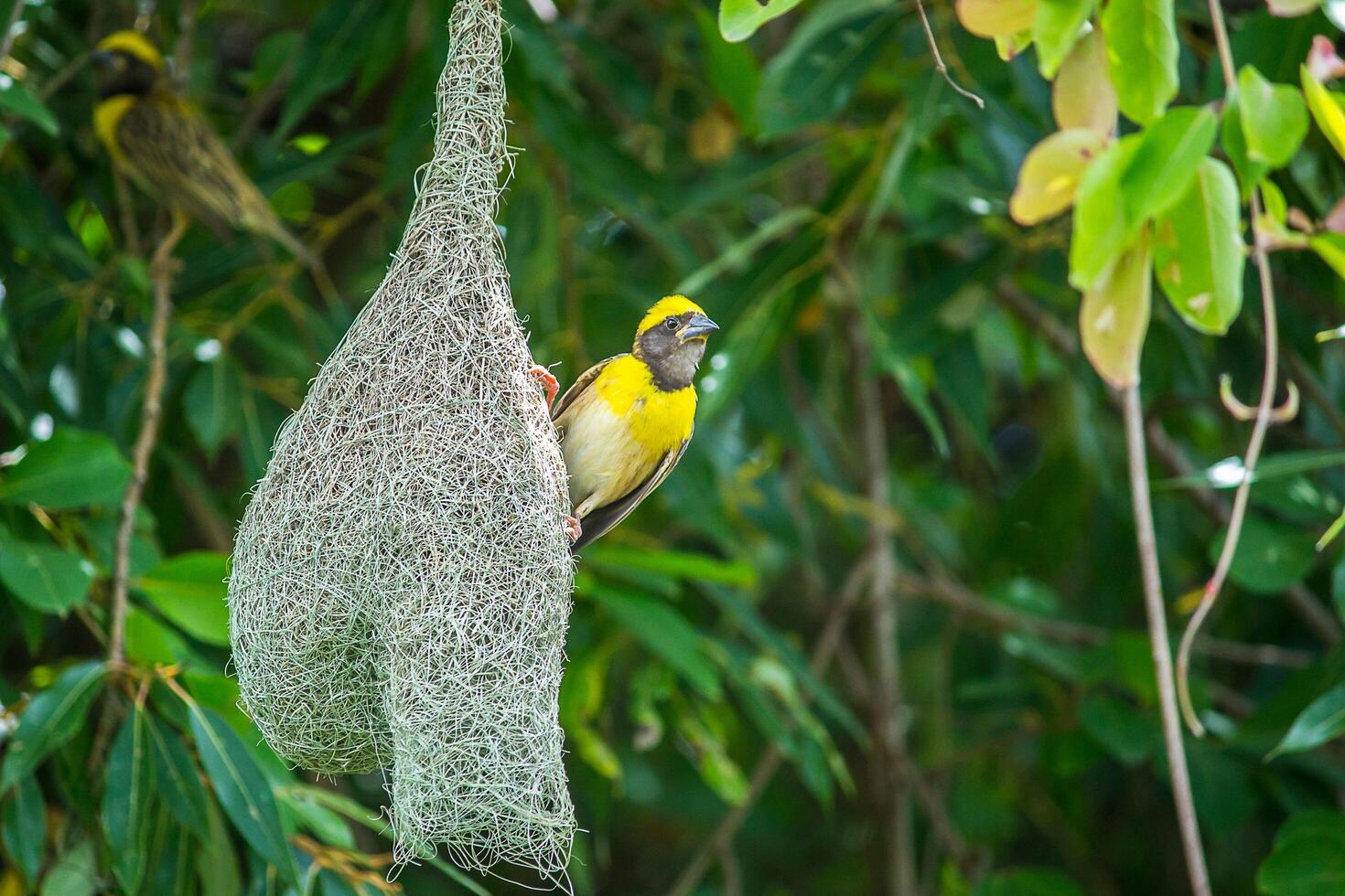 Weaver Bird's Aesthetic Nest photo