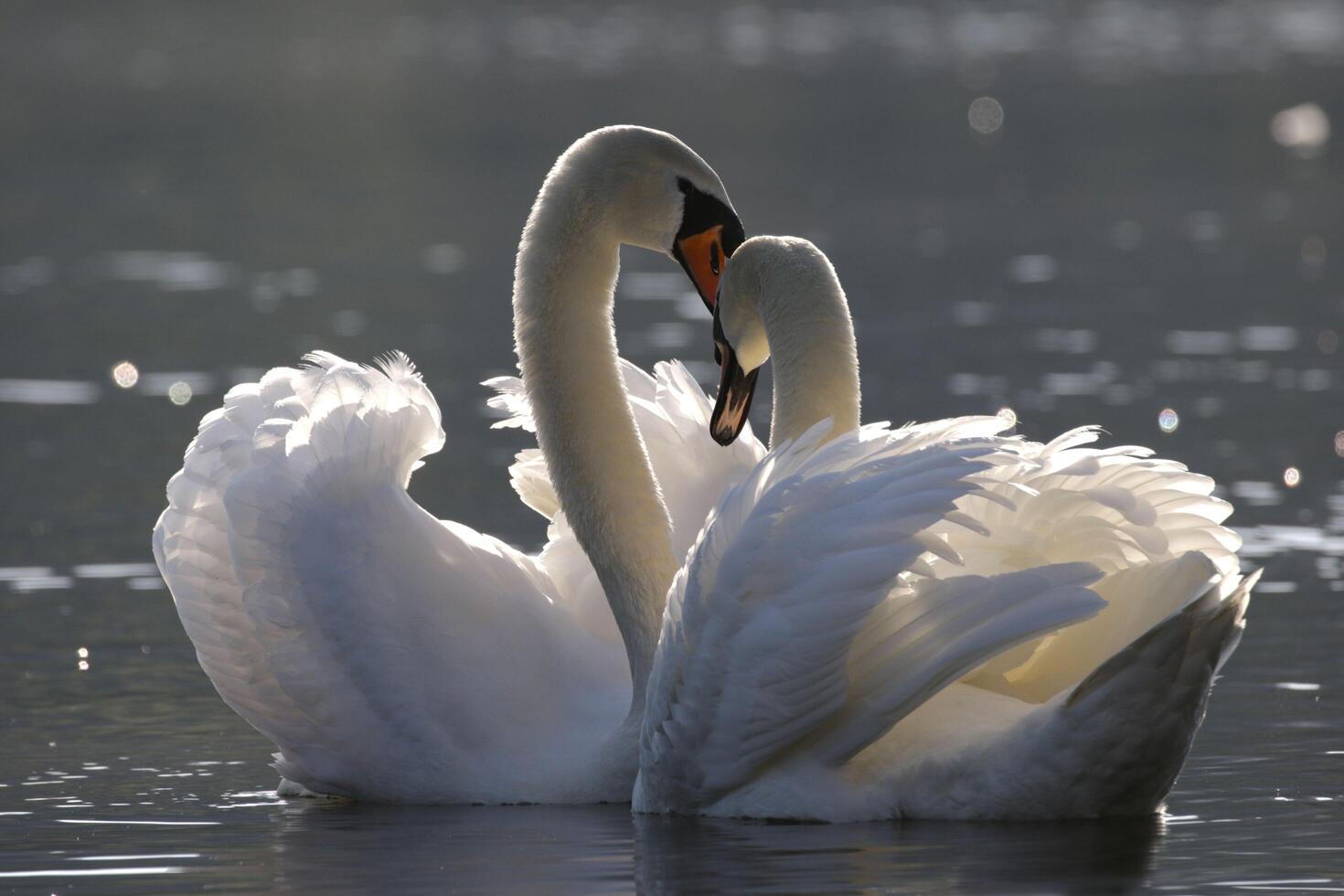 Two Swans Bond in Water photo