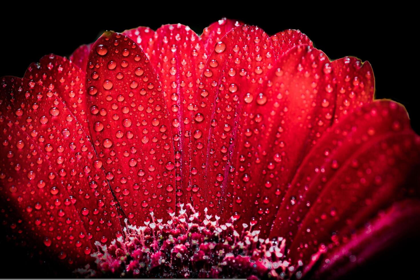 The Beauty of Dew Drops on Gerbera Flowers photo