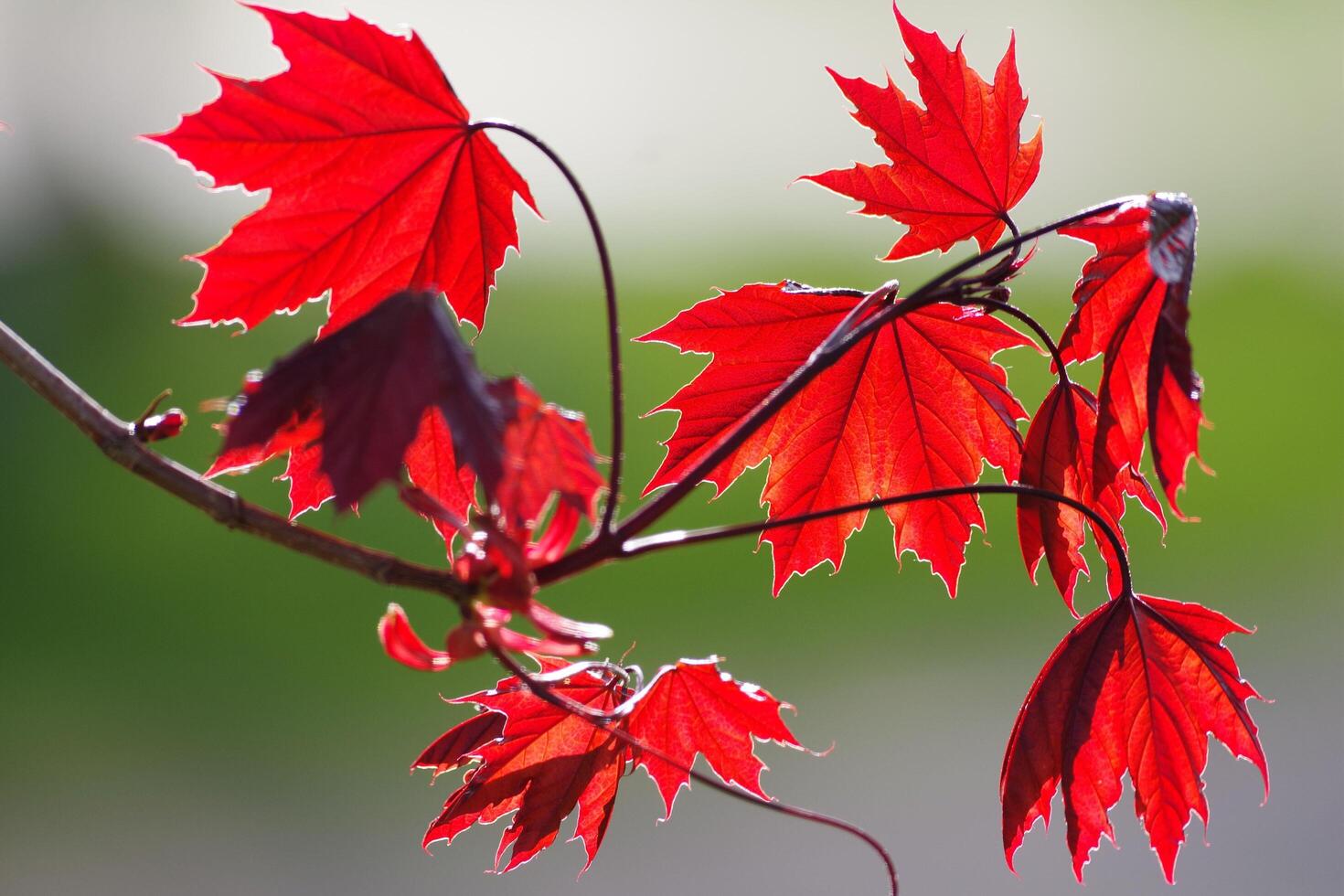 The Beautiful Special of Red Maple Leaves photo