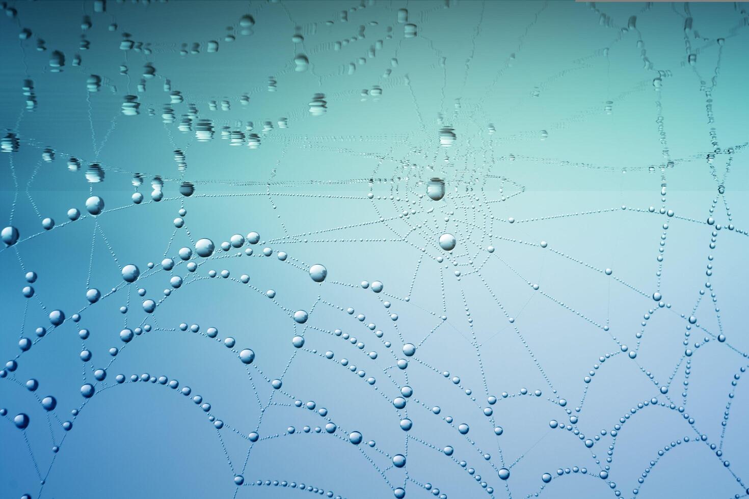 The Delicate Beauty of Spider Webs Adorned with Dew photo