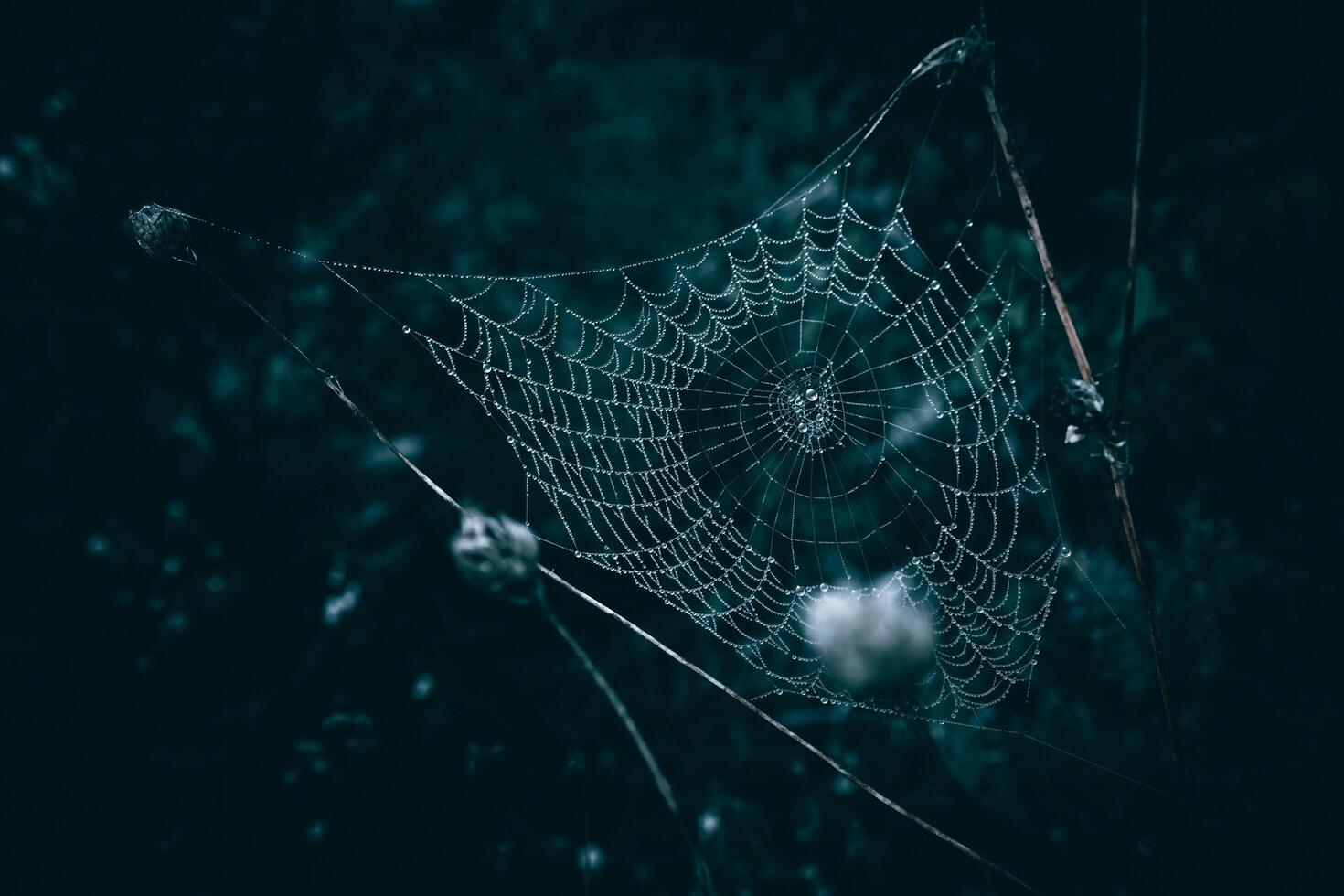 The Spider Web of the Night A Different Beauty photo