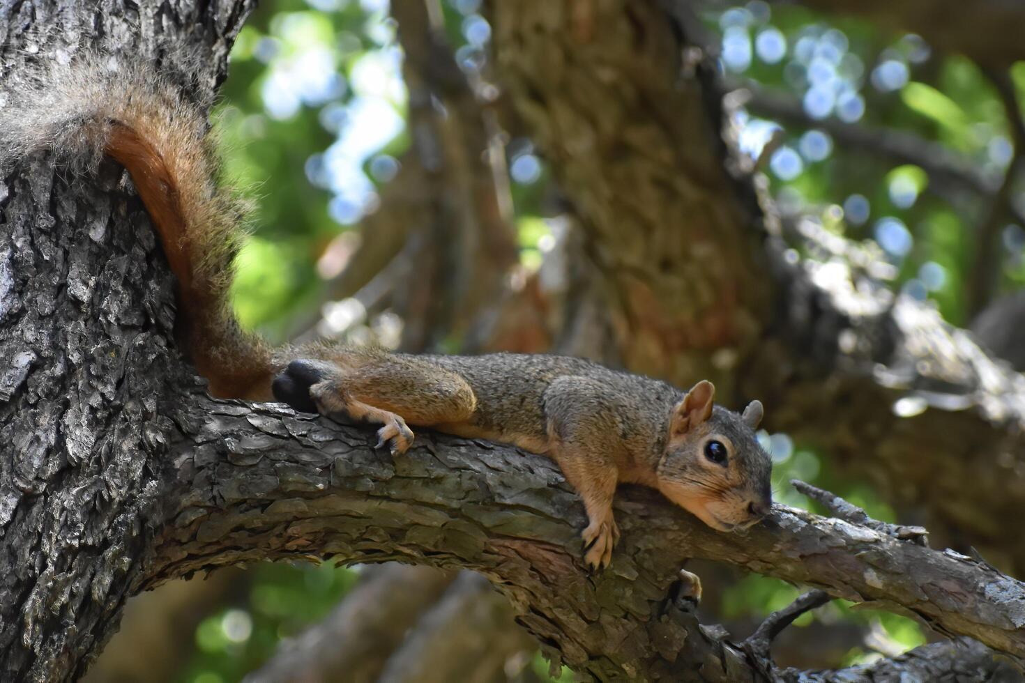 Squirrel Napping Peacefully in Tree Branches photo