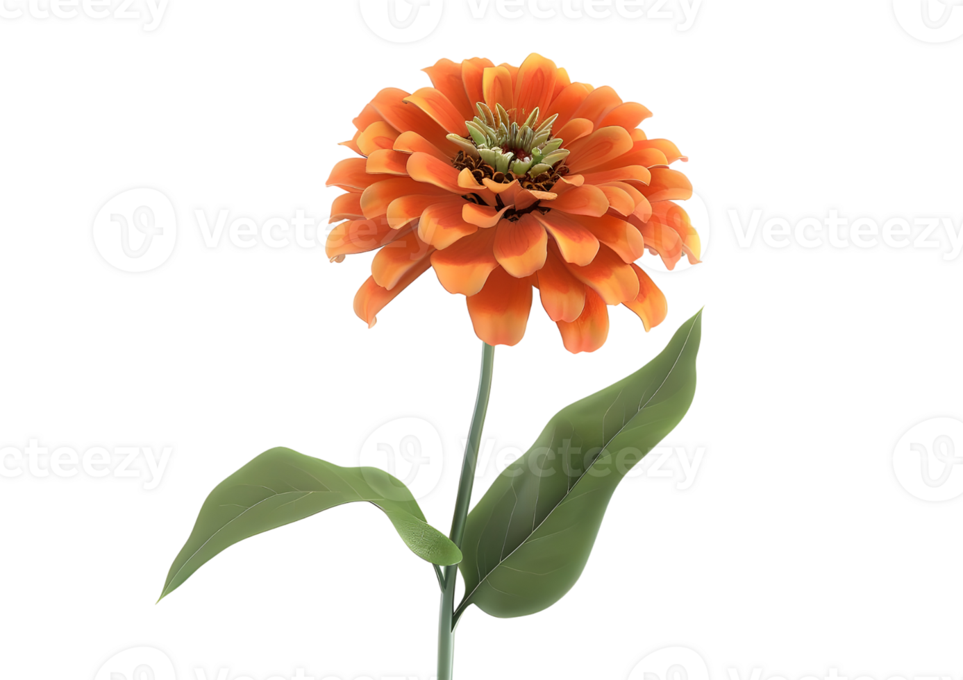 Close-up of a vibrant orange Zinnia flower with green leaves. Isolated on transparent background png