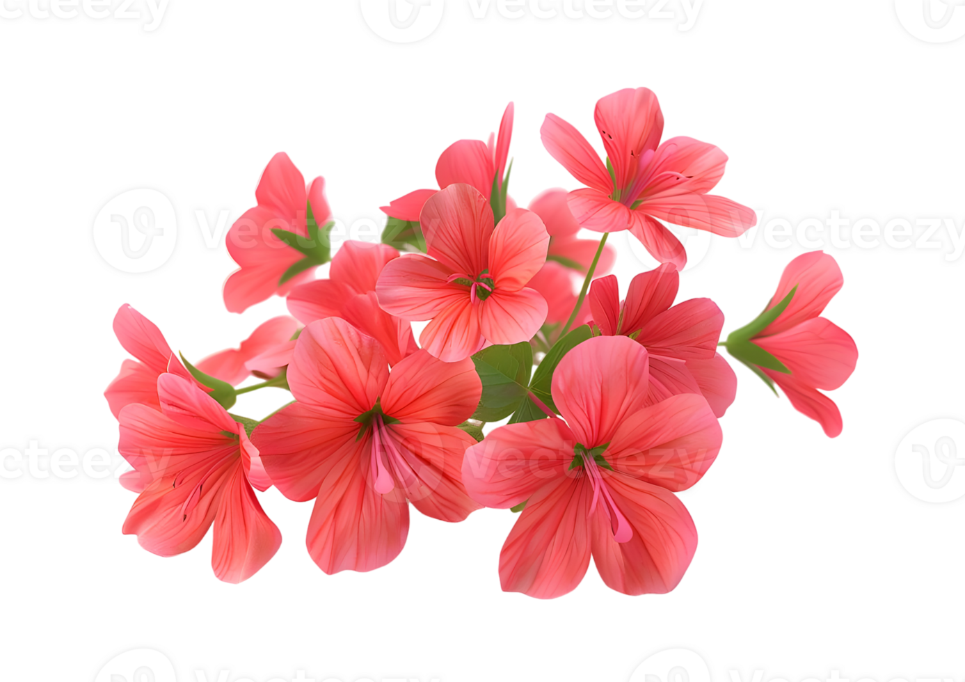 Close-up of delicate pink flowers. Isolated on transparent background png
