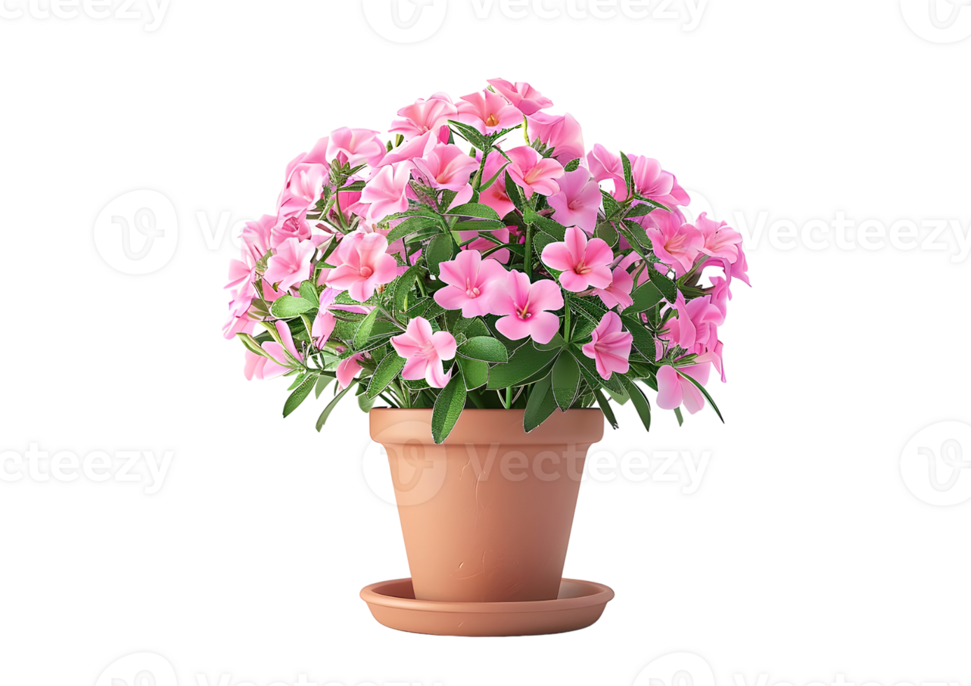 Pink flowers in a terracotta pot. Isolated on transparent background png
