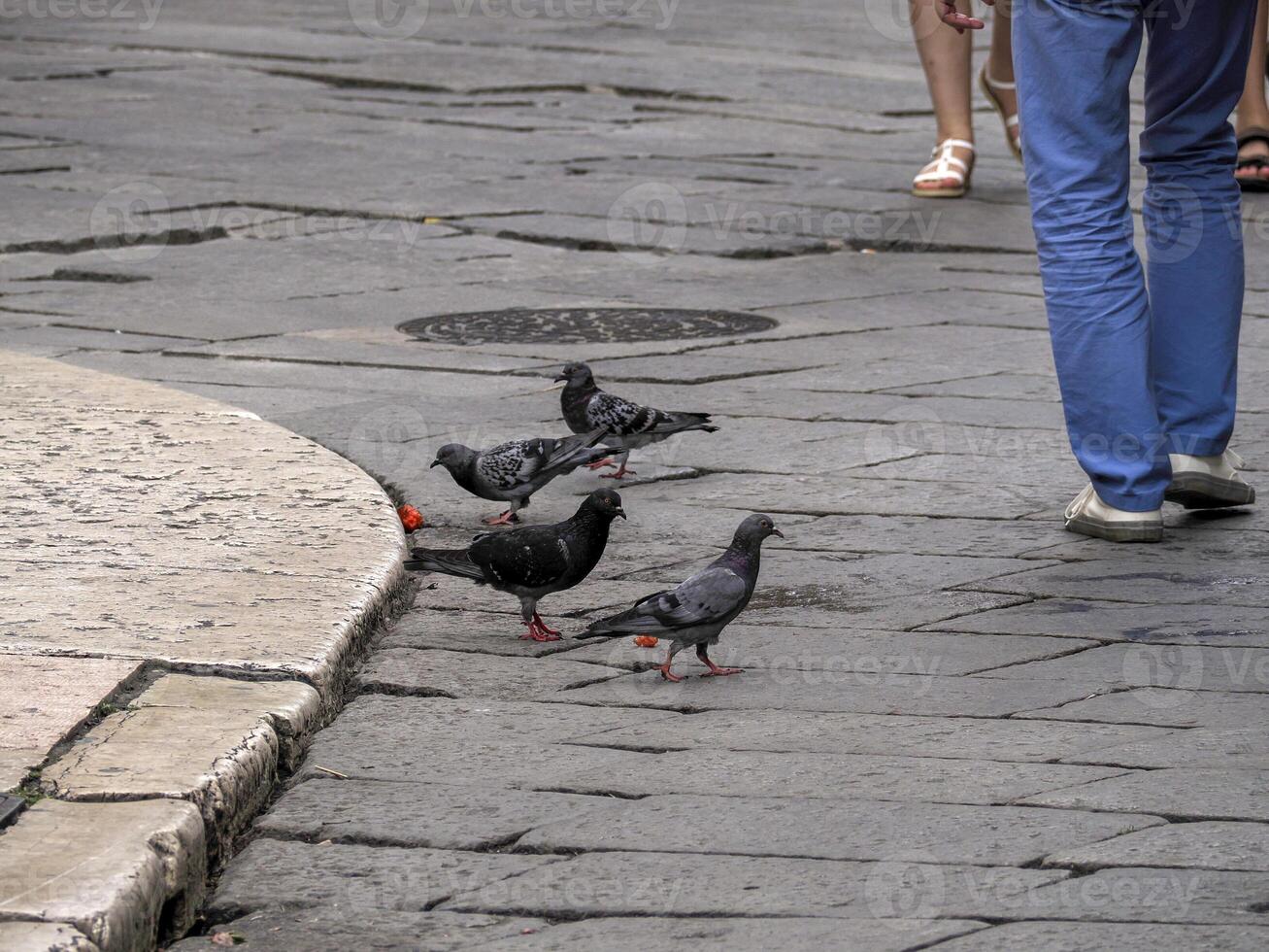 pigeon eating watermelon in Verona Italy photo