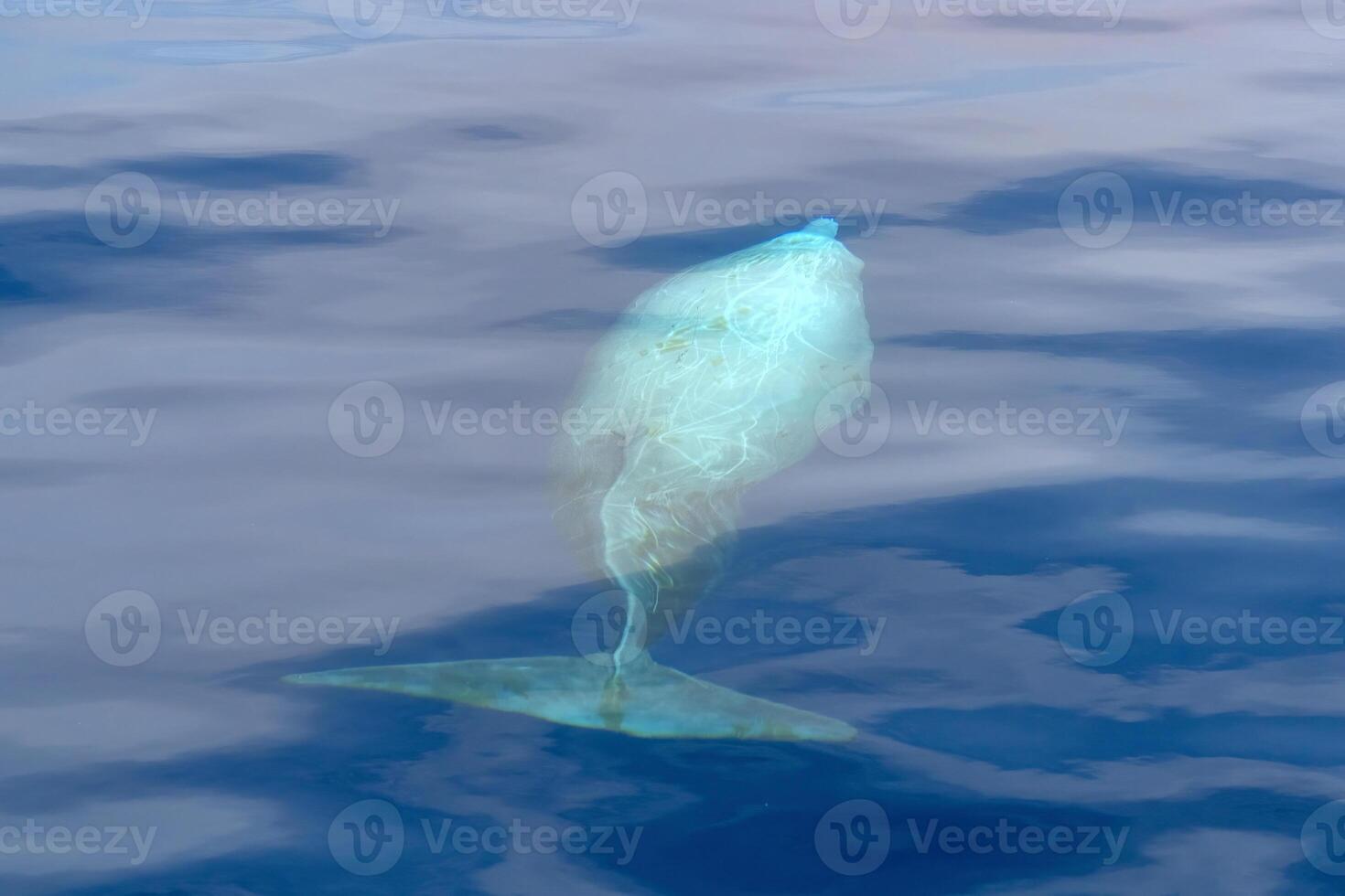Cuvier Beaked Whale underwater near sea surface while breathing photo